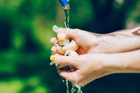 Washing the mushrooms in woman hands with water splash on the yard backgroundの写真素材