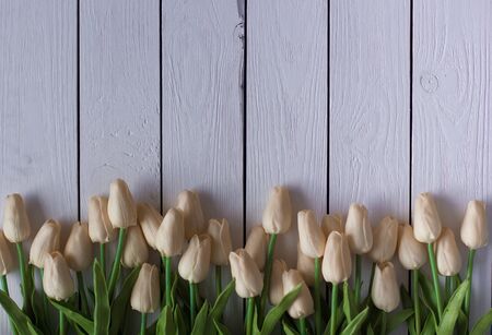 Beautiful white or beige tulips on white wooden background. Top view, copy spaceの写真素材