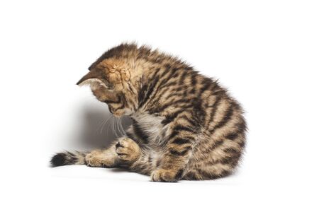 tabby cat looking down. isolated on white backgroundの写真素材
