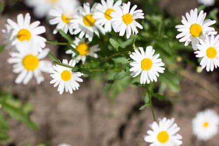 White chamomile and chrysanthemum in the garden.の写真素材