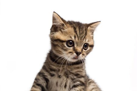 Cute tabby kitten looks surprised isolated on white backgroundの写真素材