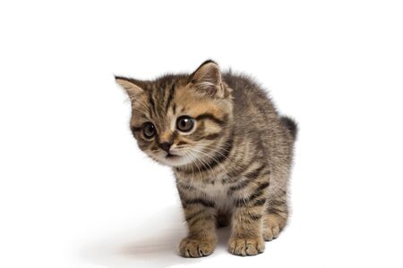 Scottish ginger straight kitten look at something.の写真素材