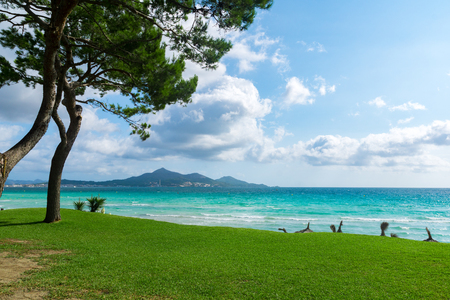 Majorca Platja de Muro beach in Alcudia bay with pine tree sin Mallorca Balearic islands of Spain.の写真素材