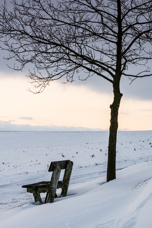 Lonely and empty bench with tree - winter landscape.の写真素材