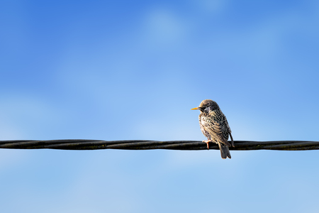 European Starling, Sturnus vulgaris sitting on power supply line with blue backgroundの写真素材