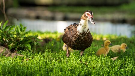 Big muscovy duck with young chickensの写真素材