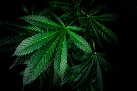 Cannabis leaves on dark background - Top viewの写真素材