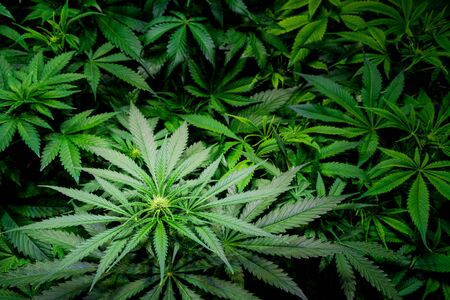 Blooming Marijuana plant with early white Flowers, cannabis sativa leaves, marihuanaの写真素材