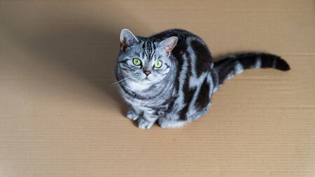 British shorthair cat sitting in paper box - top viewの写真素材
