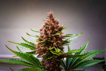 Amazing Detail Marijuana Bud Growing on Indoor - Cannabis Plant Close Up Blurry gray Backgroundの写真素材