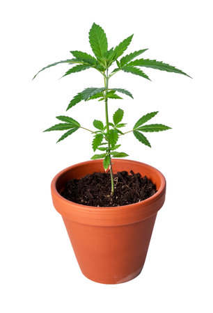 Young new growing cannabis (marijuana) plant isolated on whiteの写真素材