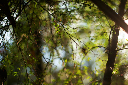 Through the rainforestの写真素材