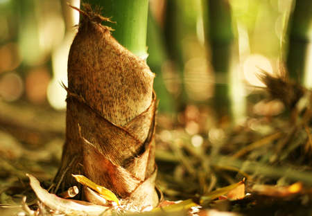 Bamboo root wrapes with leavesの写真素材