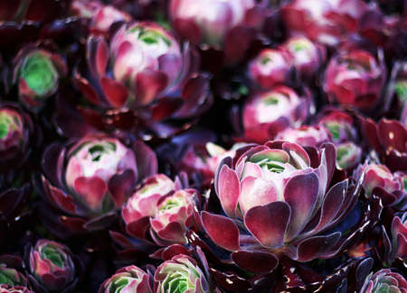 Purple cabbageの写真素材