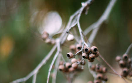Branch with a few empty eucalyptus nut shellsの写真素材