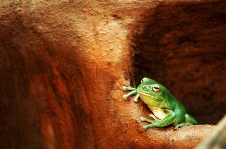 Green Frog