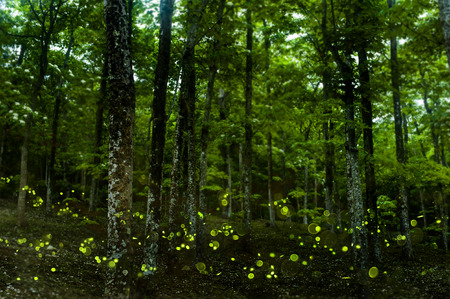 fireflyのeditorial素材