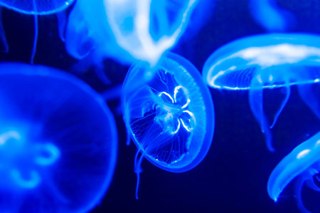 Small jellyfishes illuminated with blue light swimming in aquarium.