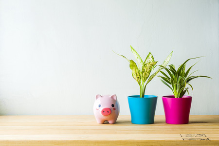 Indoor plant on wooden table and white wallの写真素材