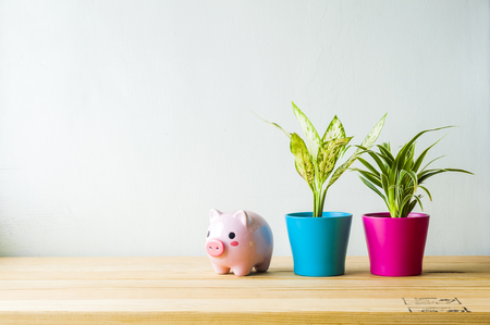Indoor plant on wooden table and white wallの写真素材