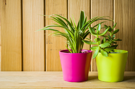 Indoor plant on wooden table and white wallの写真素材