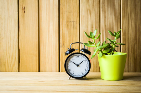 Indoor plant on wooden table and white wallの写真素材