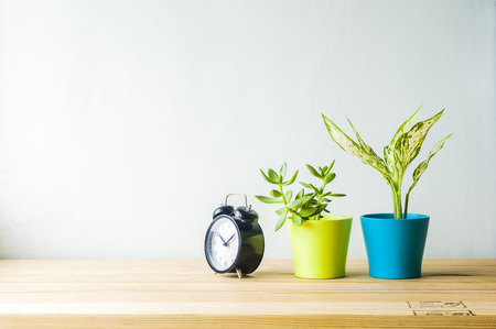 Indoor plant on wooden table and white wallの写真素材