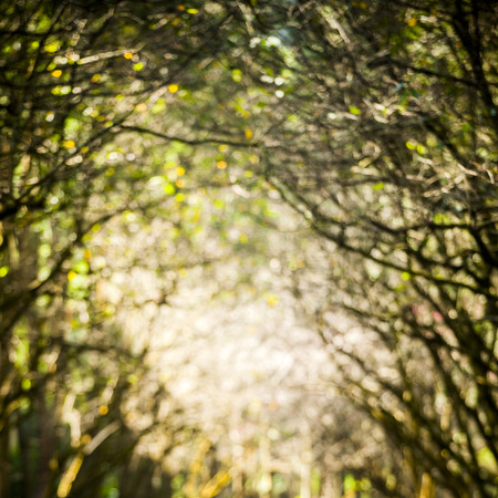 cherry blossoms blurryの写真素材