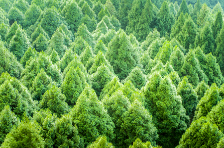 pineの写真素材