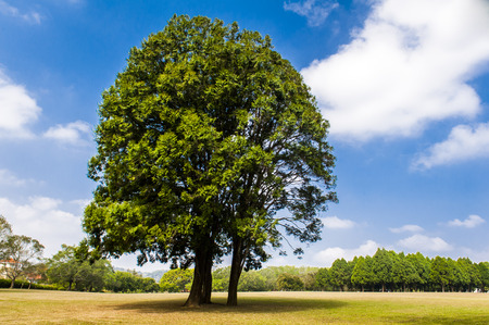 Field,tree and blue skyの写真素材