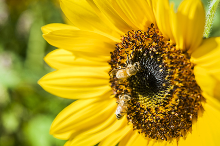 sunflower fieldの写真素材