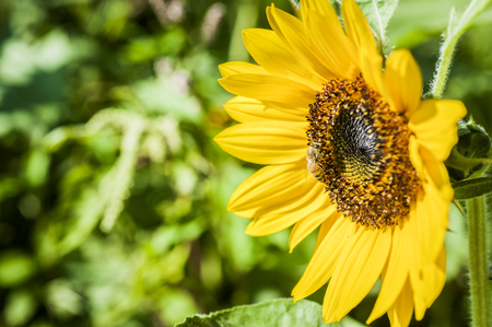 sunflower fieldの写真素材