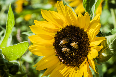 sunflower fieldの写真素材