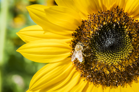 sunflower fieldの写真素材