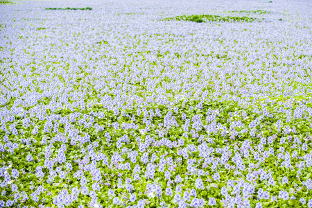 Eichhornia crassipesの写真素材