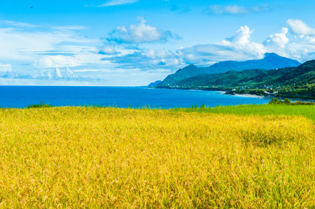 Paddy terrace farm near the sea under blue sky, shot at Xinshe, Fengbin Township, Hualien County, Taiwan, Asia.の写真素材