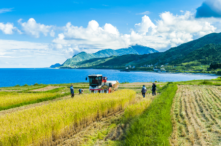 Paddy terrace farm near the sea under blue sky, shot at Xinshe, Fengbin Township, Hualien County, Taiwan, Asia.の写真素材
