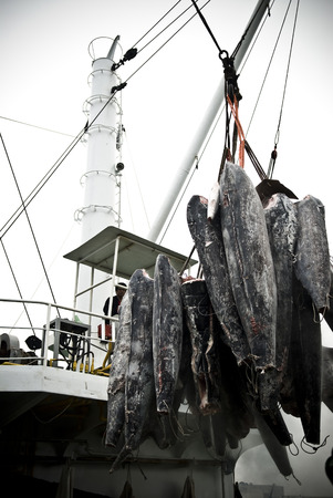 Kaohsiung, Taiwan - May 18, 2016: Workers in Qianzhen Fishing Port are busy unloading the catchのeditorial素材