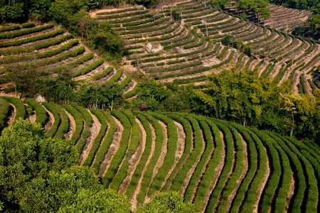 tea gardenの写真素材