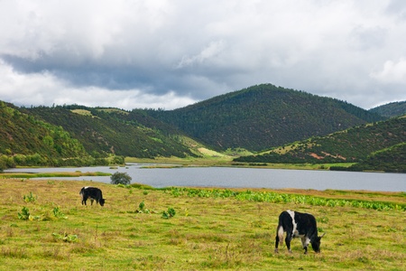 Pudacuo national park . Taken in the Shangri-La Yunnan Chinaの写真素材