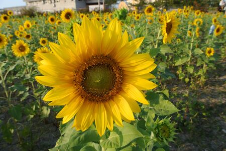 sunflowerの写真素材