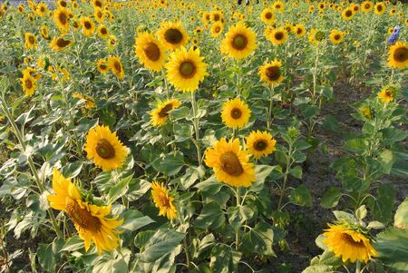 Sunflowerの写真素材