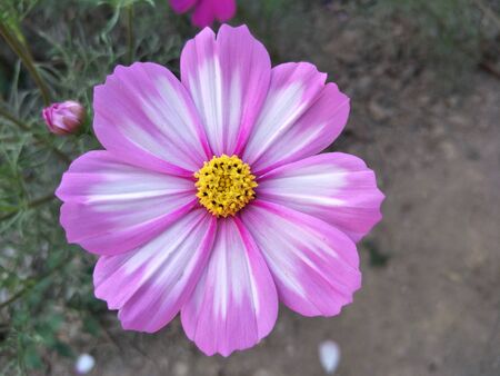 cosmos flowersの写真素材