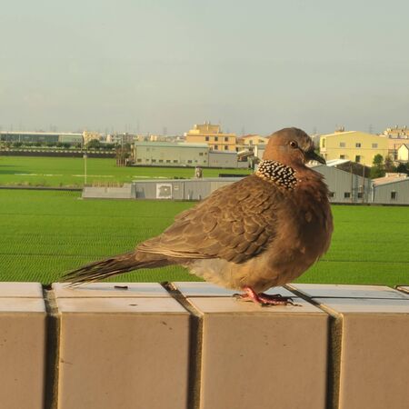 pigeon, birdの写真素材