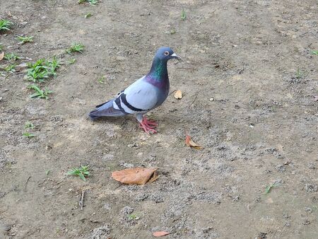 pigeon, birdの写真素材
