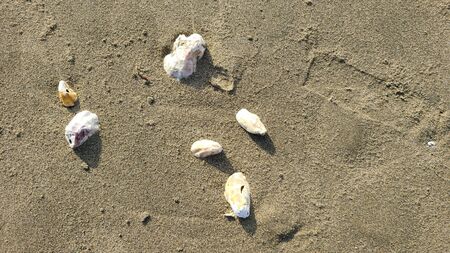 Shells on the beachの写真素材