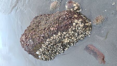 Ocean rocksの写真素材