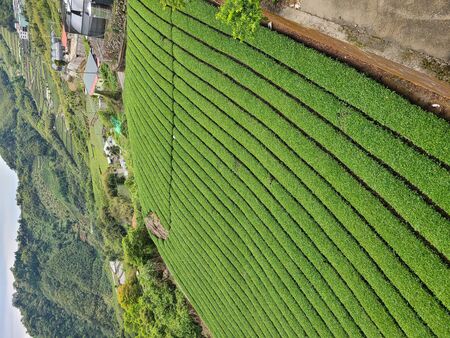 Tea gardenの写真素材