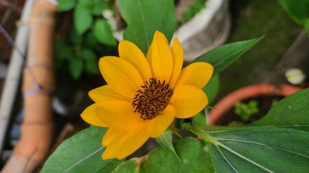 Sunflowerの写真素材