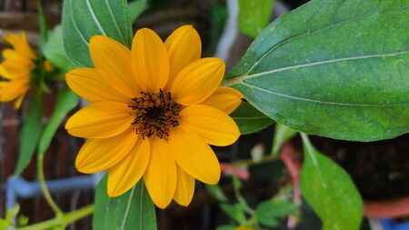 Sunflowerの写真素材